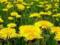 Dandelion: an herb for a hundred diseases