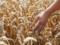 It is known how much harvest the invaders are going to steal in the south of Ukraine: the  