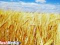 Уральские аграрии начали убирать хлеб