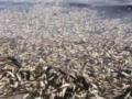 Экологи сообщили о массовой гибели сельди у берегов Сахалина
