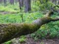 Под Харьковом двух братьев-грибников придавило деревом - один не выжил