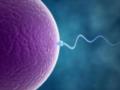 В Нидерландах владелец клиники по оплодотворению сдавал клиентам свою сперму и стал отцом 43 детей