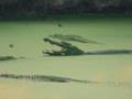 В Малайзии крокодил загрыз мужчину на глазах у родственника