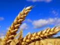 Украина экспортировала 40 млн тонн зерновых