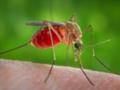 Ученые назвали самую  вкусную  группу крови для комаров