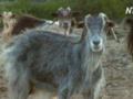 В Греции козы  грозятся  съесть целый остров
