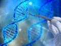 CRISPR натравили на РНК-вирусы в клетках человека