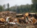 На Харьковщине должностные лица незаконно вырубили лес на сумму более 6 млн гривен