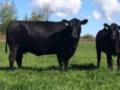 В Канаде продали черную корову за рекордные 106 тыс. долларов