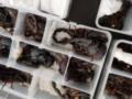 Китаец пытался вывезти в багаже из Шри-Ланки 200 ядовитых скорпионов