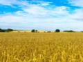 Эксперт назвала причины падения цен на украинскую пшеницу