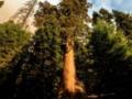 Пожары в Калифорнии подбираются к национальному парку древних секвой