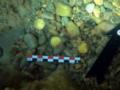Дайверы нашли у берегов Испании клад золотых монет
