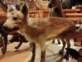 Ученые назвали ближайшего родственника домашних собак
