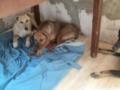 Харьковские волонтеры эвакуировали из Донецкой области более тридцати собак