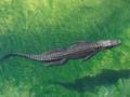 У крокодилов обнаружили способность к размножению без самцов