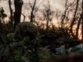 Украинские военные освободили от россиян  Берлин 
