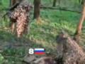 Силы ССО уничтожили штурмовую группу оккупантов в тылу врага - видео без цензуры