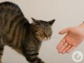 Как узнать, является ли ваш кот психопатом: ученые разработали тест