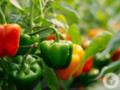 Как удвоить урожай перца: лучшие удобрения