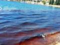 В Севастопольской бухте массово гибнут дельфины из-за сброса нечистот