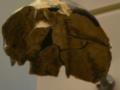 В Китае нашли уникальный череп, возрастом 300 тысяч лет