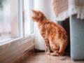 Учёные обнаружили ген мурлыканья у кошек