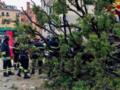 В центре Венеции 50-летнее дерево упало на туристов
