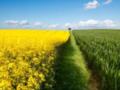 Поляки просят разрешить импорт рапса из Украины