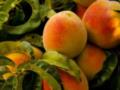 Как вырастить персик из косточки: советы, которые помогут
