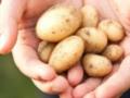 Где хранить картофель, чтобы он не портился до 6 месяцев: необычное место