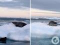  Уникальный момент : полярники показали, как морской леопард пытался взобраться на льдину к тюленю.
