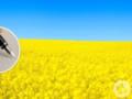 День украинской письменности и языка: что это за праздник и когда отмечают