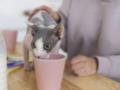 Действительно ли надо давать котам молоко: развенчиваем миф