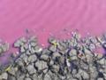 На Одесчине массово погибла рыба в розовом водоеме