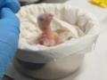 Вылупился птенец вымершего в природе попугая: возвращается надежда на сохранение редкого вида