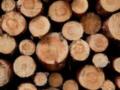 Кабмин временно запретил экспорт древесины: в чем причина
