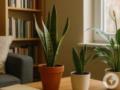 Забудьте о плесени и грибке: какие растения сами очищают воздух в доме