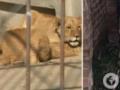 Как чувствуют себя львицы, которых накануне искали в Хмельницкой области: свежее видео