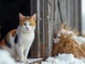 Когда не стоит выпускать кота на улицу зимой: названа критическая температура