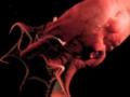 «Адский кальмар-вампир» рассказал о происхождении осьминогов