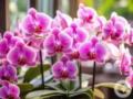 Самая распространенная причина гибели орхидей: как не допустить