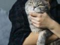 Почему коты не любят, когда их держат на руках: шесть подтвержденных причин