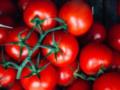 В Украине подорожали тепличные томаты