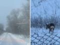 Перебегали дорогу: возле Тернополя заметили косуль возле Тернополя.