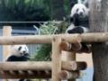 Китай забрал последних панд из Японии: завершилась 50-летняя эпоха