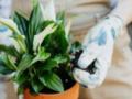 Как часто надо поливать спатифиллум: эксперты рассказали об идеальной рутине