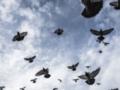Российский стартап планирует превратить голубей в  биодроны 