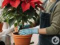 Популярное комнатное растение содержит скрытый яд: об этом мало кто знает