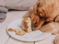 Топ-5 опасных продуктов, которыми никогда не следует кормить собак